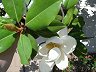 tree in blossom, resembles rubber plant by leaves  (San Leandro)